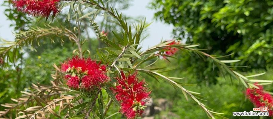 什么花象征可爱快乐?如何用花表达快乐?