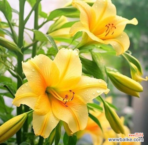 什么花象征可爱快乐?如何用花表达快乐?