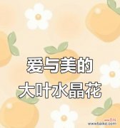 水晶花象征爱情吗？水晶花的寓意有哪些？