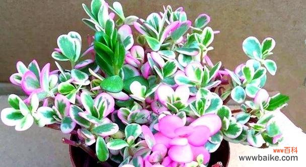 哪种颜色的花寓意好且易于养护?