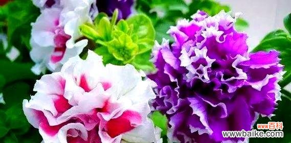 哪种颜色的花寓意好且易于养护?