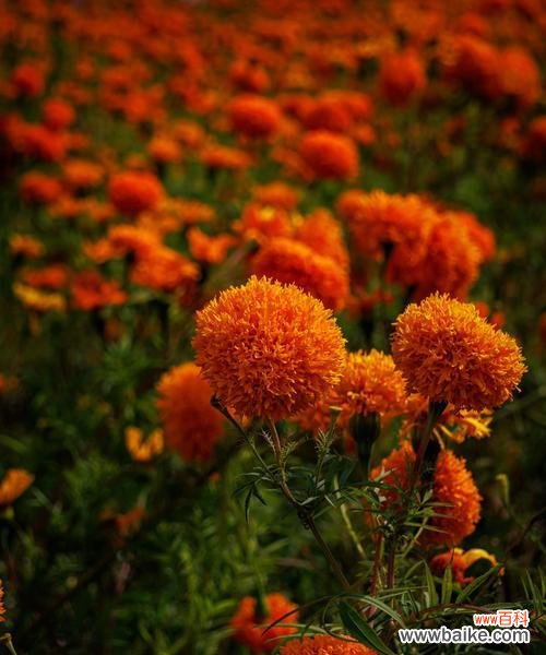 哪种颜色的花寓意好且易于养护?