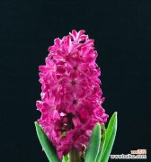 探索风信子花朵的美丽之谜 风信子花朵的寓意与象征意义