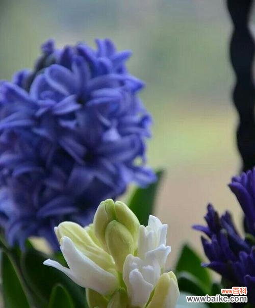 花开初春永恒之爱的象征 风信子花语与象征意义的深度探究