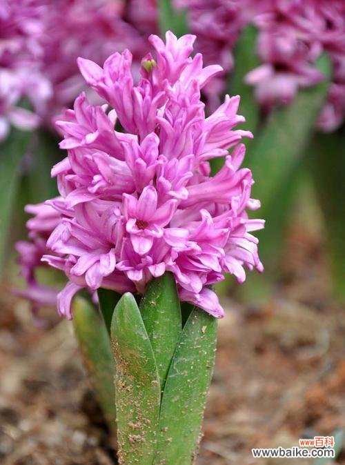 花开初春永恒之爱的象征 风信子花语与象征意义的深度探究