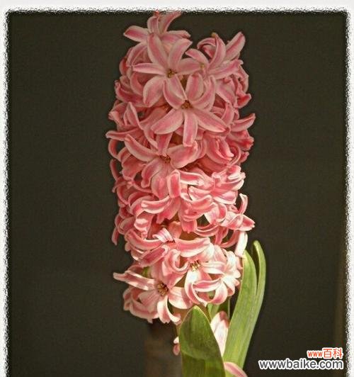 探秘风信子的花言蜜语，了解其寓意及象征意义 风信子花语与寓意