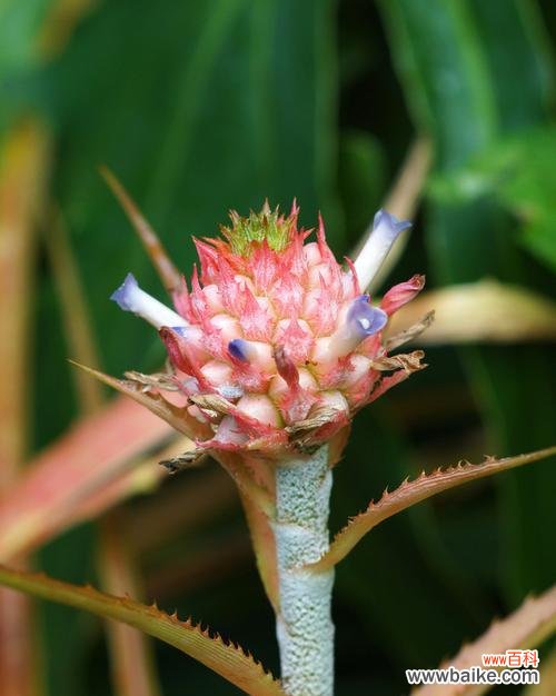 探寻凤梨花背后的美好含义 凤梨花的寓意与象征意义