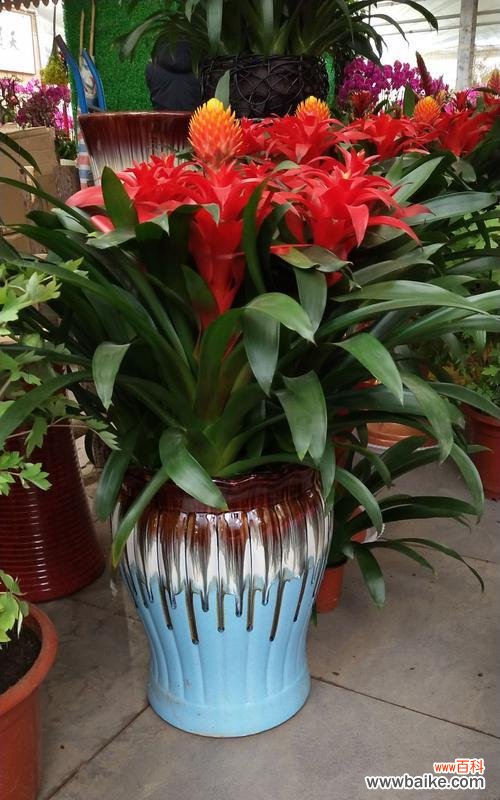 探寻凤梨花背后的美好含义 凤梨花的寓意与象征意义