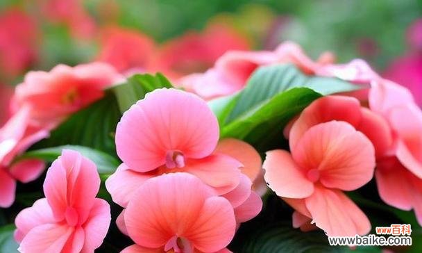 唤醒爱情之花，传达美好祝福 凤仙花的花语与寓意