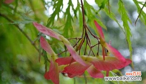 枫叶的美丽和寓意 枫叶的花语