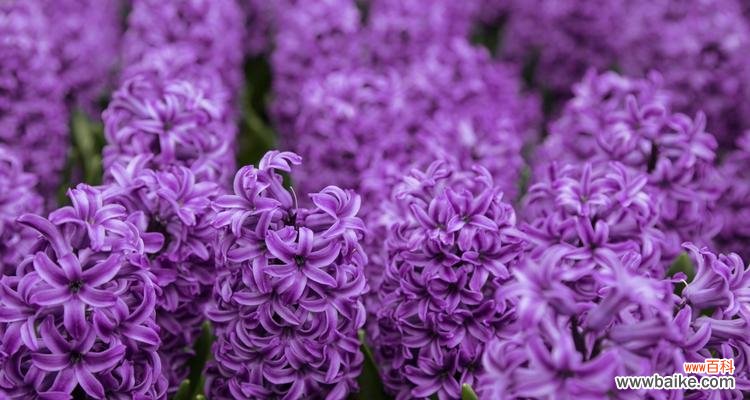 一朵鲜花背后的寓意与象征 风信子——春天的芳香使者