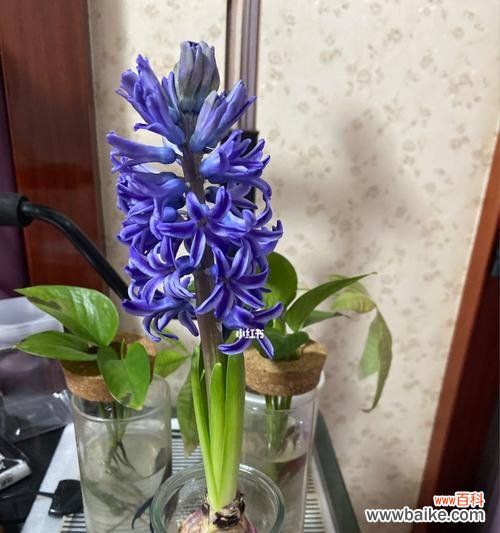 花开在冬日,寄托人们的温暖与期待 风信子——爱情与希望的象征