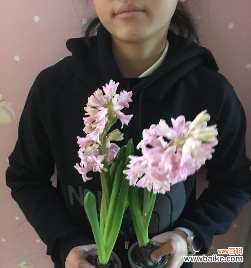 探索风信子的花语和象征意义,解读其美丽、希望与新生的内涵 风信子的花语与寓意