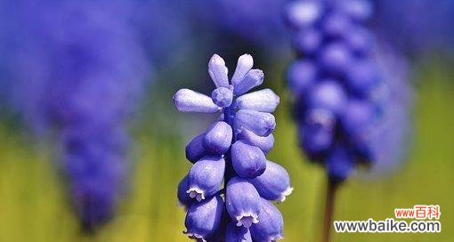 探索风信子的花语和象征意义,解读其美丽、希望与新生的内涵 风信子的花语与寓意