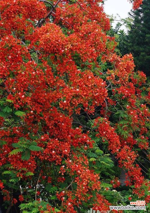 探索凤凰树的秘密,解读其深刻象征 凤凰树的神奇力量——代表寓意与象征意义