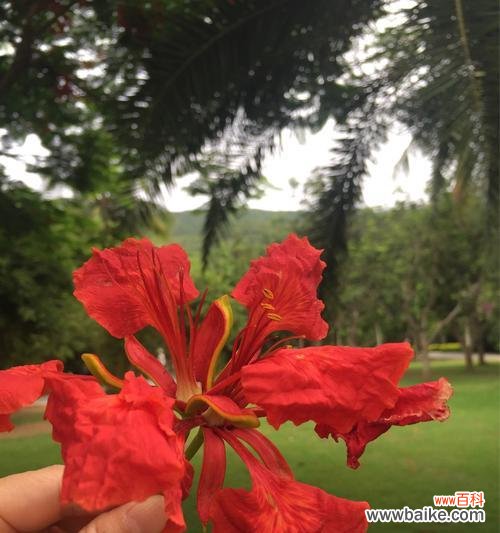 凤凰花在文化中的重要地位和象征 凤凰花的象征意义与寓意