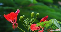 凤凰花的寓意与象征 凤凰花——生命的奇迹