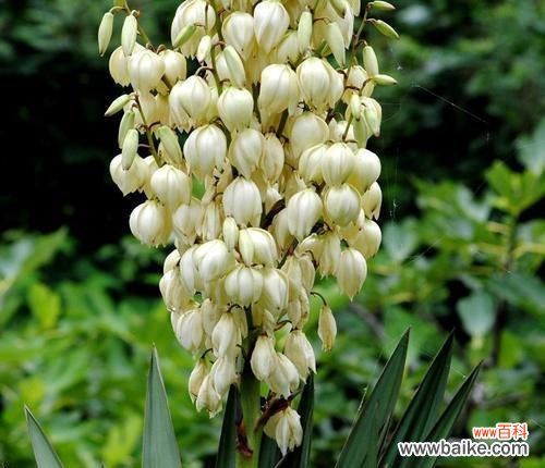 探寻凤尾兰花语的深意，揭开凤尾兰背后的美丽传说 凤尾兰的花语与美丽传说