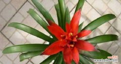 探究吉祥与福运的秘密 揭秘鸿运当头的寓意和象征风水