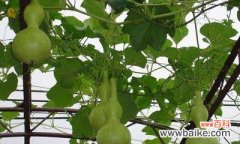 葫芦的神秘力量与财富吉祥 葫芦