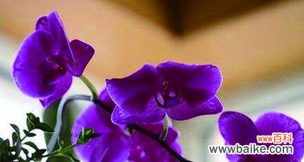 揭示花开花谢背后的意义与象征 蝴蝶兰的花语与寓意