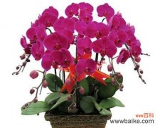 揭开蝴蝶兰的象征风水奥秘 蝴蝶兰