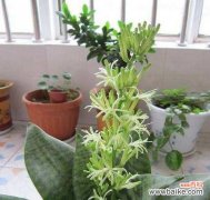 揭秘虎皮兰开花的秘密 虎皮兰开花的风水寓意