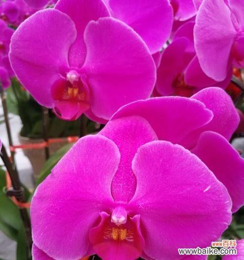 探索蝴蝶兰花的深层内涵 蝴蝶兰花之美——花语与代表意义