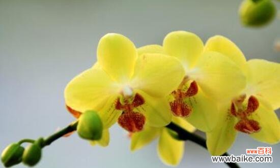 寓意深远的花卉之王 蝴蝶兰