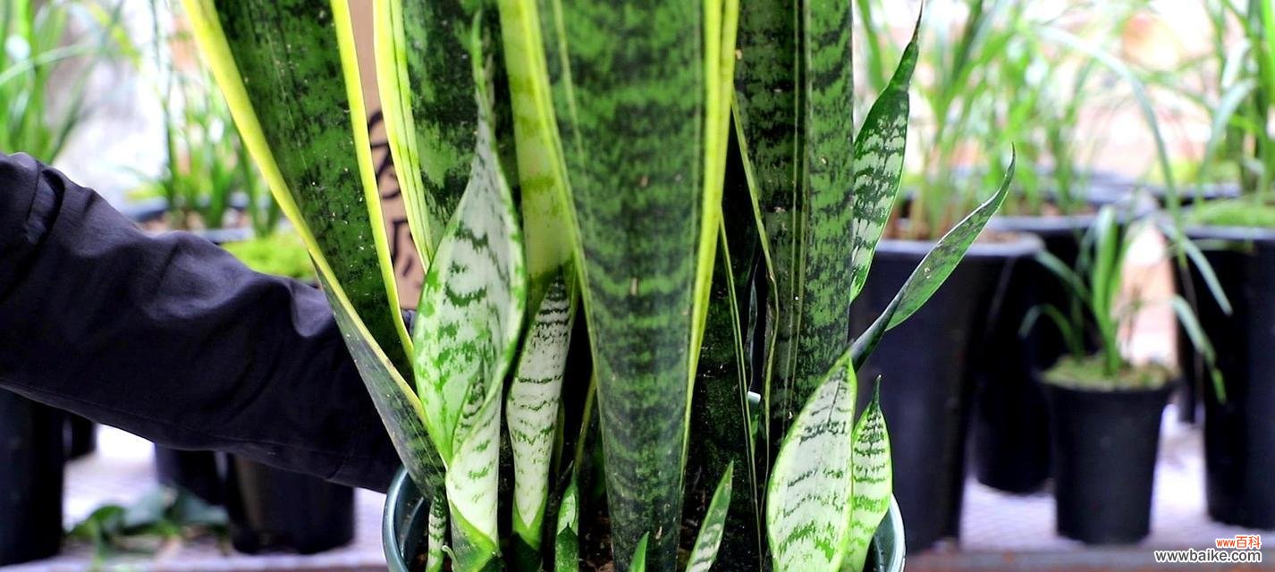 带来好运的绿植——虎皮兰 虎皮兰的寓意、风水摆放位置与禁忌解析