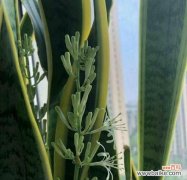 虎皮兰花开放的美丽与希望 虎皮兰花开放的象征与寓意