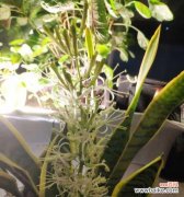 探寻虎皮兰花开的含义 虎皮兰开花的寓意与象征