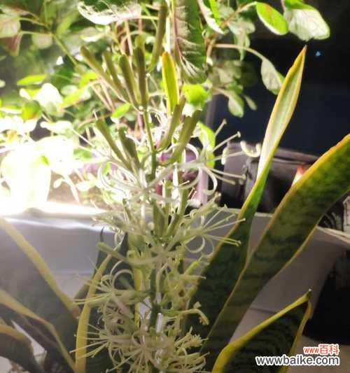 探寻虎皮兰花开的含义 虎皮兰开花的寓意与象征