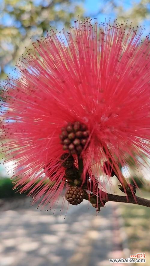 红色花象征生命和希望的含义是什么？