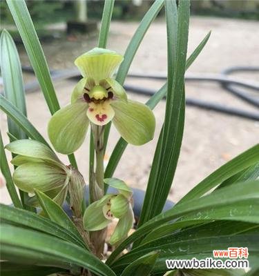 琥珀色的花代表什么?琥珀色花的含义是什么?