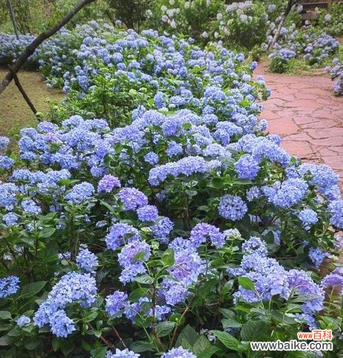 哪种花象征圆满幸福?