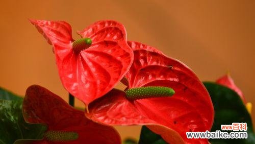 哪些红色花寓意好?红色花卉中哪些代表吉祥?