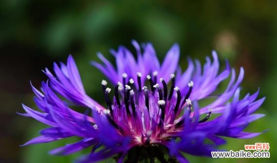 紫色花有哪些象征意义?紫色花代表什么?