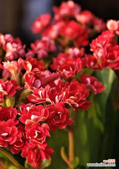 长寿花红色代表什么?红色长寿花的寓意是什么?