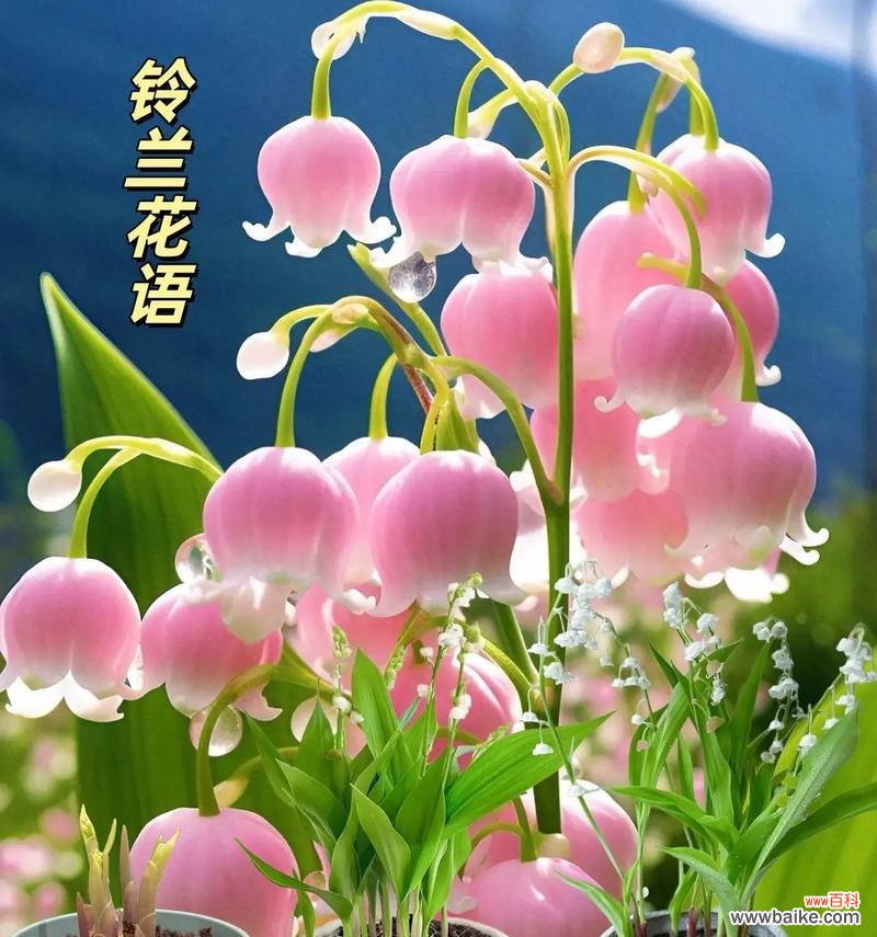 哪种花被誉为最幸福的花,其花语和寓意是什么?