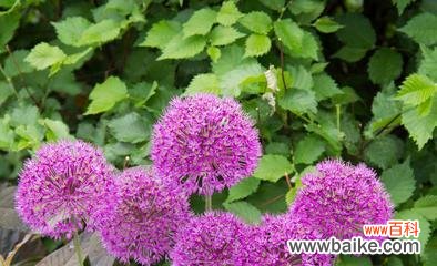 蒜花的寓意是什么?石黄色蒜花代表什么意义?