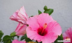 暗色花朵通常代表什么？暗色花朵的花语有哪些？