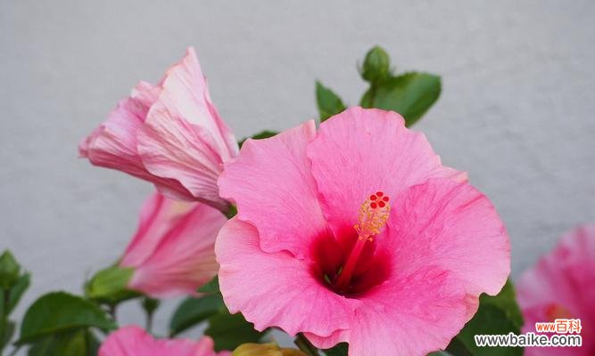 暗色花朵通常代表什么？暗色花朵的花语有哪些？