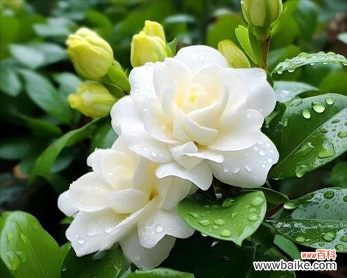 暗色花朵通常代表什么？暗色花朵的花语有哪些？