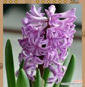 风信子如何象征爱情？