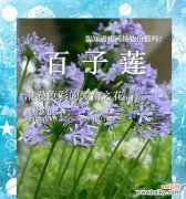 浪漫花卉花语是什么？如何表达爱意？