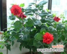 探索自然中的生命力和坚韧精神 扶桑树的寓意与象征意义