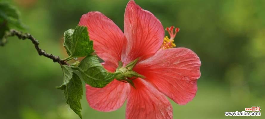 传递希望与重生的美丽之花 扶桑花的花语与含义