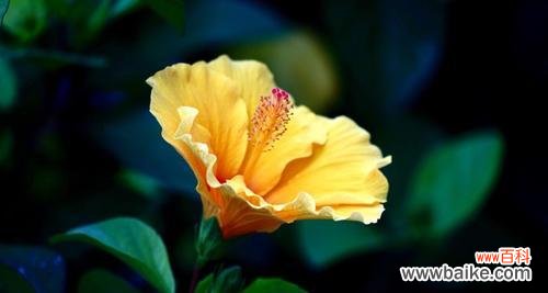 传递希望与重生的美丽之花 扶桑花的花语与含义