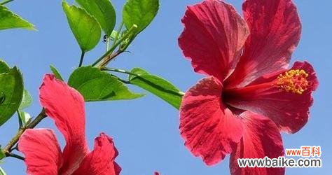 传递希望与重生的美丽之花 扶桑花的花语与含义